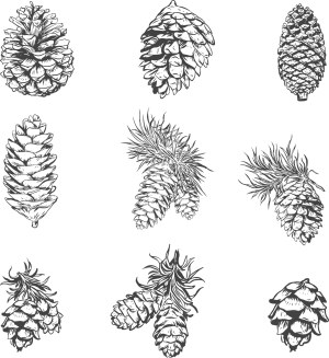 Hand-drawn Pine Cones and Pine Branches Vector Set Free Vector
