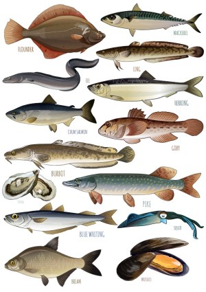 Detailed Vector Illustrations of Various Fish and Seafood Species Free Vector