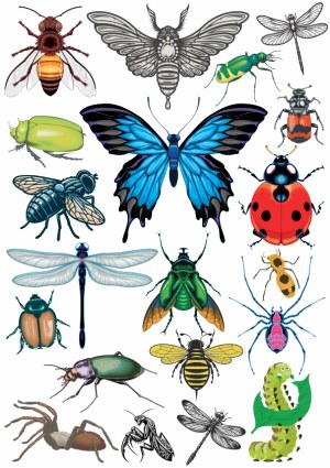 Colorful Illustrated Insects and Bugs Collection Free Vector