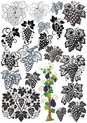 Vector Collection of Black and White Grape Clusters and Vine Illustrations Free Vector