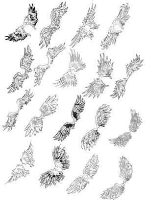 Set of Detailed Black and White Bird Wings Vector Illustrations Free Vector
