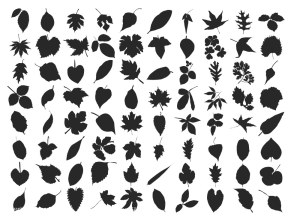 Silhouette Collection of Various Leaf Shapes and Plant Leaves Free Vector