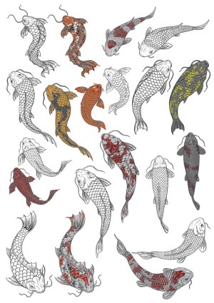 Collection of Detailed Koi Fish Illustrations Free Vector