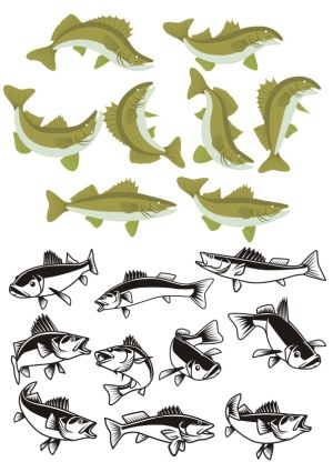 Set of Walleye Fish Vector Illustrations in Color and Black Free Vector