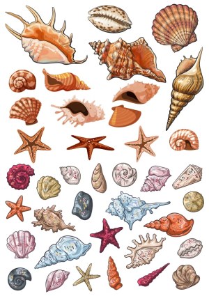 Collection of Colorful Vector Sea Shells and Starfish Free Vector