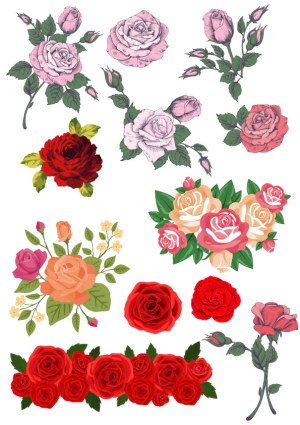 Set of Detailed Vector Rose Flower Illustrations Free Vector
