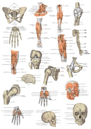 Detailed Human Anatomy Diagram with Bones and Muscles Labels Free Vector