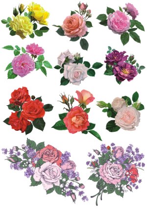 Detailed Vector Illustrations of Various Rose Bouquets Free Vector