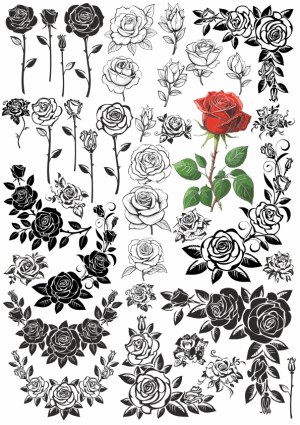 Collection of Black and White Rose Vector Illustrations with One Red Rose Free Vector