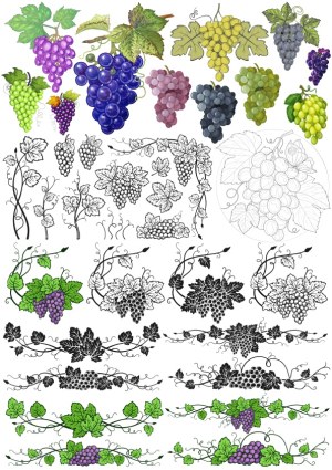 Vector Collection of Grapevine and Grape Bunch Illustrations Free Vector