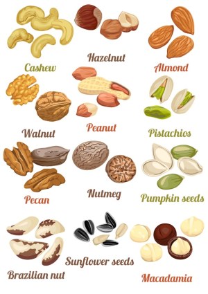 Vector Illustrations of Various Nuts and Seeds with Labels Free Vector