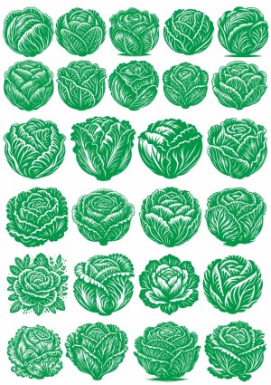 Collection of Green Cabbage Vector Illustrations Free Vector