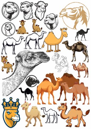 Variety of Camel Illustrations and Cartoon Designs Free Vector