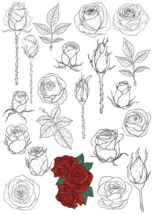 Hand-Drawn Rose Flower Vector Set with Detailed Line Art and Colored Red Roses Free Vector