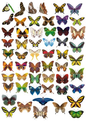 Collection of Colorful Butterfly Illustrations Free Vector