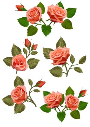 Set of Pink Rose Flower Vector Illustrations with Green Leaves Free Vector