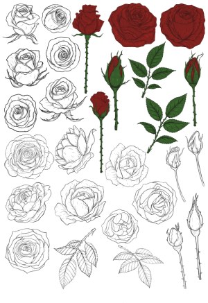Detailed Rose Flower and Leaf Vector Set in Outline and Color Free Vector