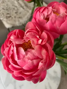 Close-up of vibrant pink peony flowers