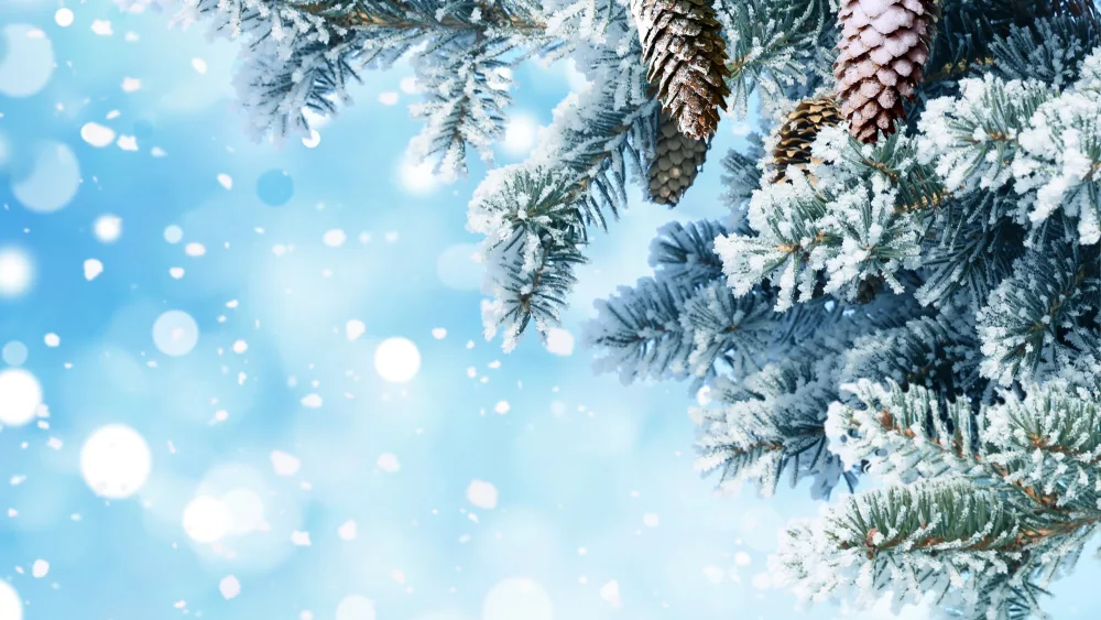 Snow-Covered Pine Branches with Pinecones in Winter