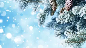 Snow-Covered Pine Branches with Pinecones in Winter