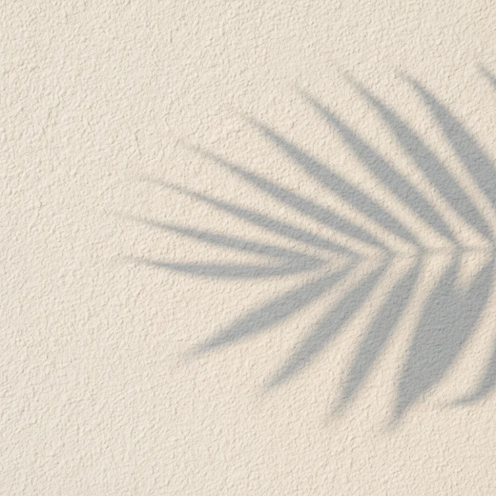 Soft Shadow of Palm Leaf on Textured White Wall