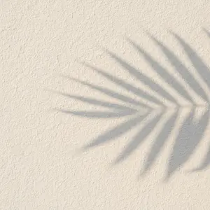 Soft Shadow of Palm Leaf on Textured White Wall