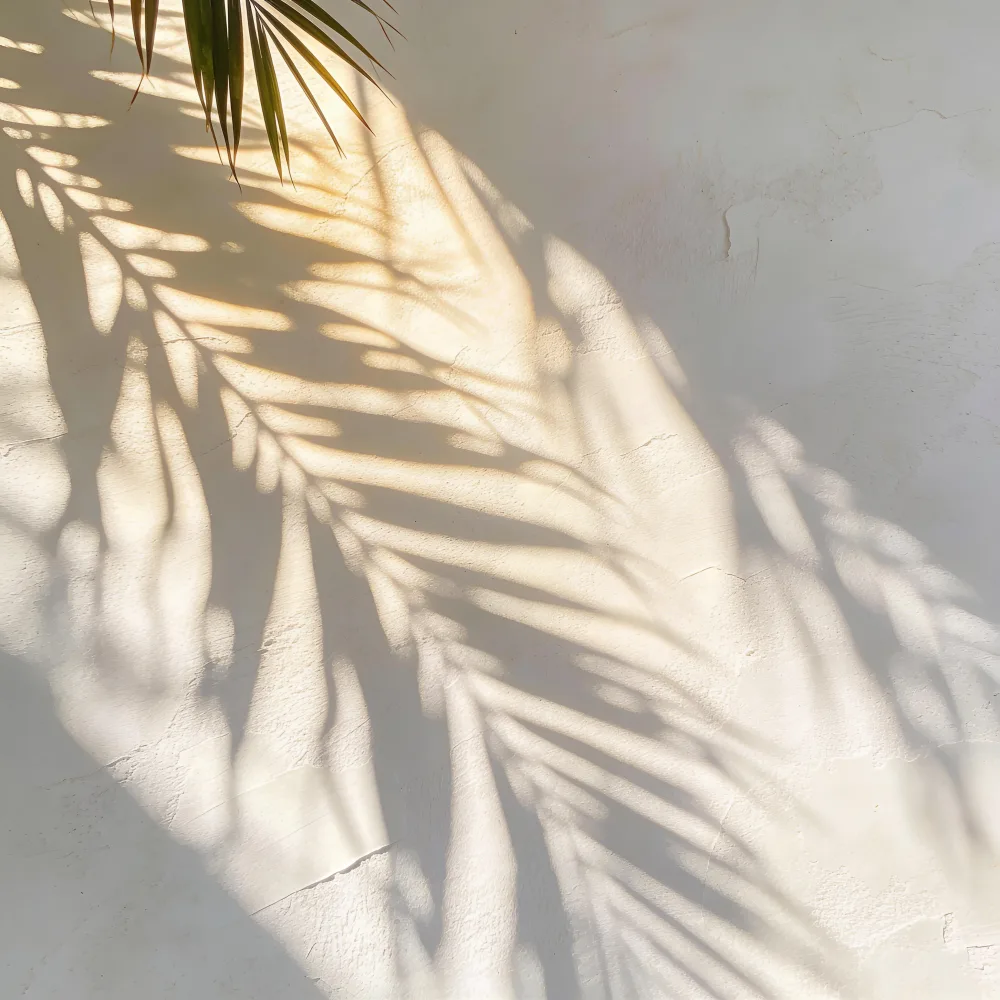 Soft Palm Leaf Shadows on White Textured Wall
