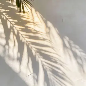 Soft Palm Leaf Shadows on White Textured Wall