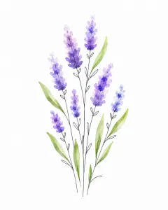 Watercolor Illustration of Lavender Flowers with Green Leaves