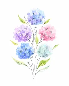 Delicate Watercolor Illustration of Multi-Colored Hydrangea Blooms
