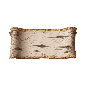 Birch Tree Bark Section with Curled Edges