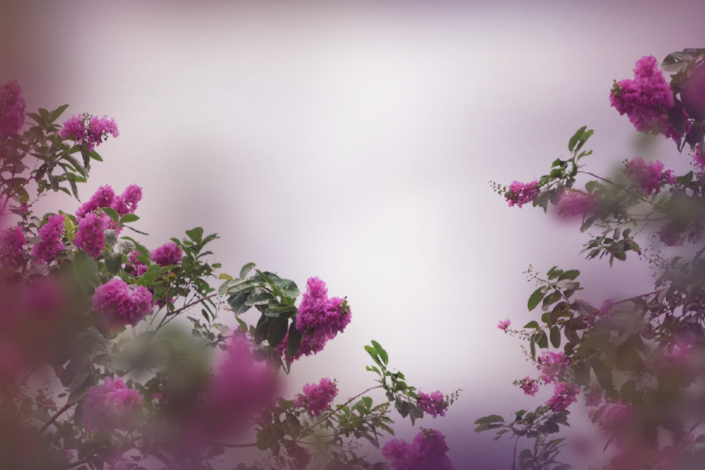 Pink Flowering Branches Against Purple Blur Background