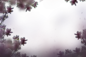 Purple Floral Background with Magnolia Flowers