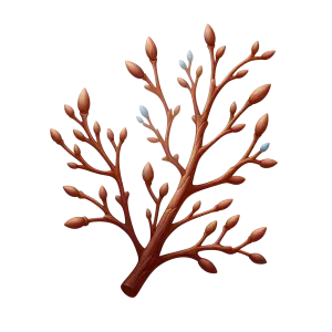 Branch with Brown Buds and Small Silver Leaves