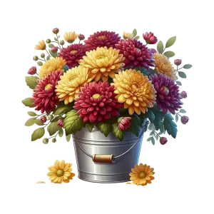 Colorful Chrysanthemum Flowers in Metal Bucket