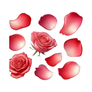 Realistic Red Rose Flowers and Petals Set