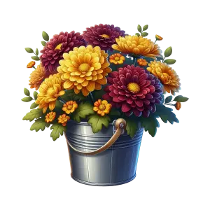 Colorful Chrysanthemums in Metal Bucket