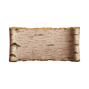 Birch Tree Bark Texture