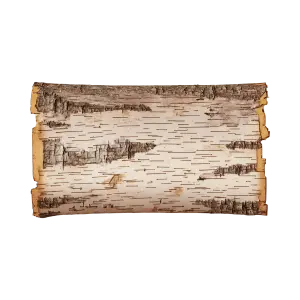Birch Bark Texture with Natural Edges