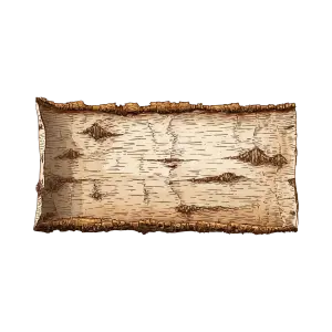 Detailed Illustration of Birch Tree Bark Texture