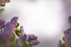 Close-Up of Purple Lilac Flowers with Green Leaves