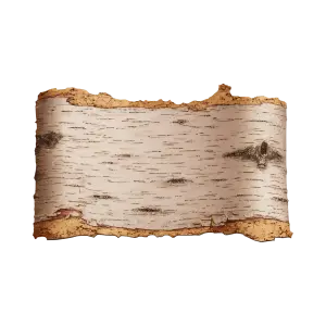Birch Tree Bark Texture